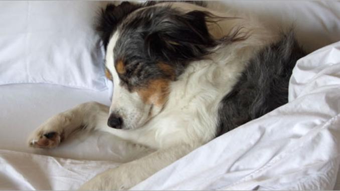 Pet Friendly All Inclusives