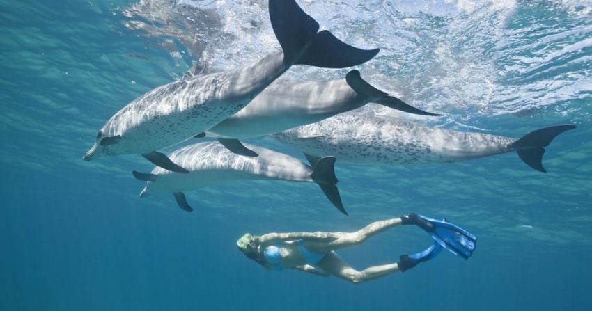 Swimming with Dolphins