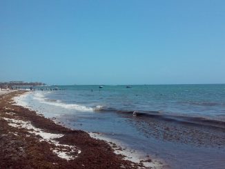 US aids Mexico in seaweed efforts