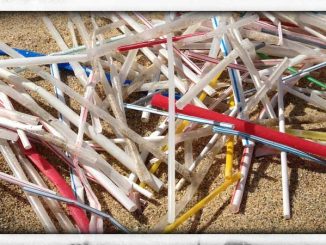 Straws collected on 1 mile of beach in Puerto Rico