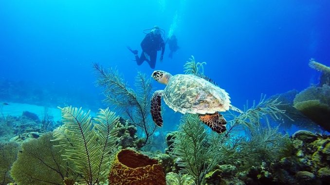 All inclusive resorts for scuba diving